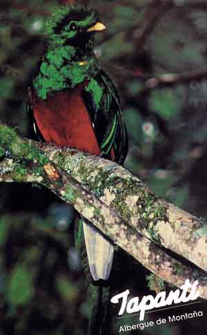 Quetzal